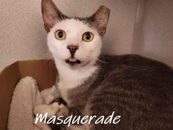 Adopt a friend: Masquerade